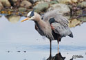 Ardea herodias